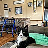armrest, black_and_white, cat, couch, cozy, curious, domestic_animal, framed_photos, furniture, green_eyes, household_items, indoor, living_room, pet, quilt, relaxed, remote_control, tuxedo_cat, walker, wood_floor