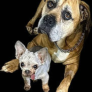 Tuesday And Reeree joined the competition — help win amazing prizes! dog, two_dogs, large_dog, small_dog, tongue_out, chain_collar, brown_dog, white_dog, pet, animal, cute, portrait, looking_up, companion, friendship, studio_shot, isolated_background, adorable, fur, paw