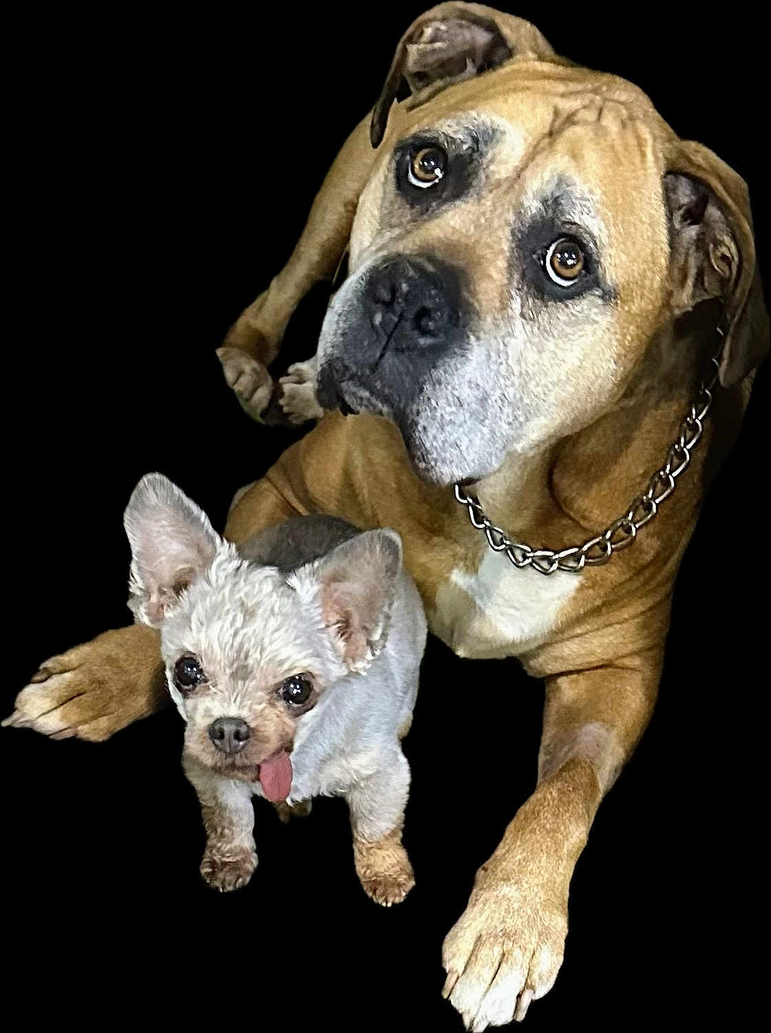 Tuesday And Reeree joined the competition — help win amazing prizes! dog, two_dogs, large_dog, small_dog, tongue_out, chain_collar, brown_dog, white_dog, pet, animal, cute, portrait, looking_up, companion, friendship, studio_shot, isolated_background, adorable, fur, paw