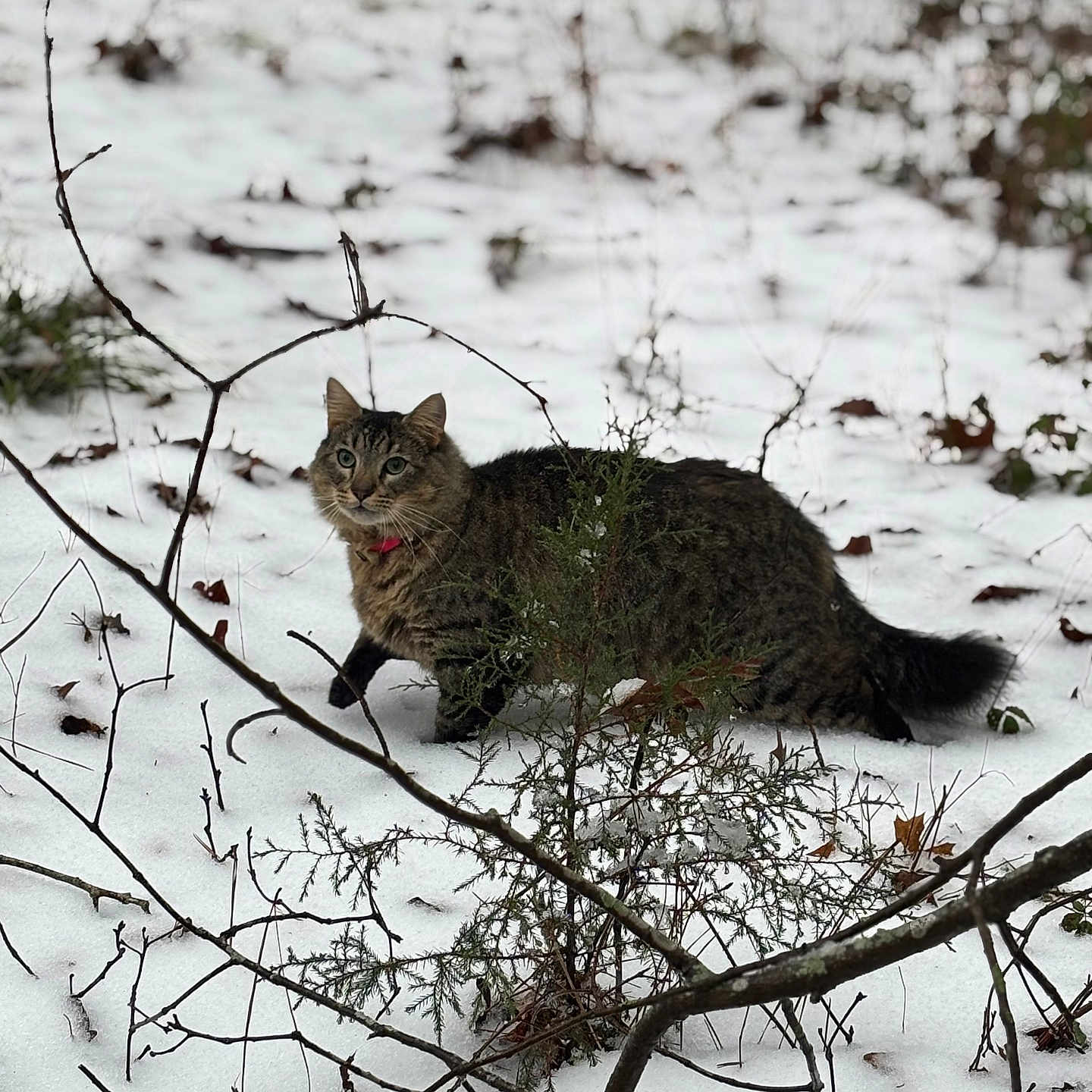 Bob is registered to the contest to win money with this photo: abyssinian, angora, animal, cat, egyptiancat, grass, kitten, land, lynx, nature, ocelot, outdoors, panther, pet, plant, snow, soil, tree, vegetation, winter