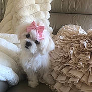 Joli joined the competition — help win amazing prizes! adorable, blanket, bow, couch, cozy, cute, decorative_pillow, dog, fluffy, fur, indoor, pet, pink_bow, plush, puppy, ruffled_pillow, sitting, small_dog, soft, white_dog