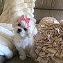 adorable, blanket, bow, couch, cozy, cute, decorative_pillow, dog, fluffy, fur, indoor, pet, pink_bow, plush, puppy, ruffled_pillow, sitting, small_dog, soft, white_dog