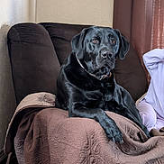 Maverick joined the competition — help win amazing prizes! dog, black_labrador, pet, indoor, chair, quilt, brown, furniture, relaxed, cozy, curtains, person, pajamas, home, domestic, portrait, animal, companion, resting, calm