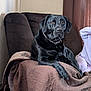 animal, black_labrador, brown, calm, chair, companion, cozy, curtains, dog, domestic, furniture, home, indoor, pajamas, person, pet, portrait, quilt, relaxed, resting