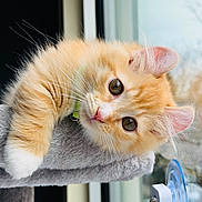 Lilo joined the competition — help win amazing prizes! kitten, cat, orange_cat, white_paw, whiskers, window, perch, indoor, curious, cute, fluffy, pet, animal, soft, cozy, closeup, young_cat, feline, nose, ears