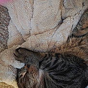 Mochi is registered to the contest to win money with this photo: animal, blanket, cat, closeup, comfort, cozy, cute, feline, fur, indoor, paw, pet, relaxation, resting, sleeping, soft, striped, tabby_cat, warm, whiskers