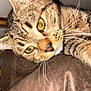 Mochi is registered to the contest to win money with this photo: animal, brown_surface, cat, close_up, closeup, curious, cute, domestic_cat, feline, fur, golden_eyes, indoor, mammal, pet, portrait, resting, sleepy, soft_light, tabby, whiskers