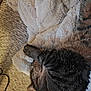 Mochi is registered to the contest to win money with this photo: animal, blanket, carpet, cat, closeup, comfort, cozy, cute, feline, fur, indoor, nap, pet, relaxing, resting, sleeping, soft, tabby, texture, whiskers