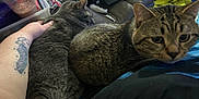 Mochi is registered to the contest to win money with this photo: arm, blanket, cat, cats, closeup, clutter, couch, domestic, feline, fur, gray_cat, hand, indoor, knitwear, pet, plastic_cup, remote_control, resting, tabby_cat, tattoo