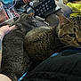 arm, blanket, cat, cats, closeup, clutter, couch, domestic, feline, fur, gray_cat, hand, indoor, knitwear, pet, plastic_cup, remote_control, resting, tabby_cat, tattoo