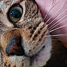 Mochi is registered to the contest to win money with this photo: cat, cheek, close_up, closeup, curiosity, domestic_cat, face, fur, green_eye, human_hand, macro, muzzle, nose, pet, portrait, reflection, soft, tabby, texture, whiskers