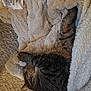 Mochi is registered to the contest to win money with this photo: animal, blanket, carpet, cat, comfortable, cozy, cute, feline, fur, indoor, paw, pet, relaxing, resting, sleeping, snuggled, soft, striped, tabby, warm