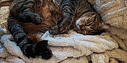 Mochi joined the competition — help win amazing prizes! animal, blanket, cat, comfort, cozy, cute, domestic_animal, feline, fluffy, fur, indoor, nap, paws, pet, relaxation, resting, sleeping, soft_texture, tabby_cat, whiskers