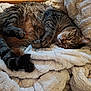 animal, blanket, cat, comfort, cozy, cute, domestic_animal, feline, fluffy, fur, indoor, nap, paws, pet, relaxation, resting, sleeping, soft_texture, tabby_cat, whiskers