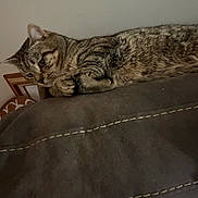 Mochi joined the competition — help win amazing prizes! animal, cat, couch, ears, frame, fur, furniture, home, indoor, living_room, paws, pet, relaxed, resting, seam, stitching, tabby, thoughtful, wall, whiskers