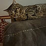 Cinderfoot is registered to the contest to win money with this photo: animal, cat, close_up, couch, cozy, curious, decor, ears, feline, furniture, gingerbread_man, home, indoor, paws, pet, relaxed, resting, striped, tabby_cat, whiskers
