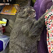Cinderfoot joined the competition — help win amazing prizes! blanket, cat, closeup, colorful, cozy, domestic_animal, fabric, feline, fur, gray_cat, household, indoor, nap, paw, pet, purple_blanket, relaxation, resting, sleeping, whiskers