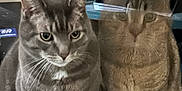 Cinderfoot joined the competition — help win amazing prizes! animal, cat, closeup, companion, curious, cute, domestic_cat, ears, feline, furniture, gray_cat, household, indoor, pets, reflection, sitting, soft_fur, striped_cat, table, whiskers