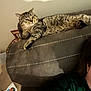 Cinderfoot joined the competition — help win amazing prizes! animal, carpet, casual, cat, comfort, couch, domestic, face, fur, furniture, home, indoor, living_room, person, pet, relaxing, resting, seated, tabby_cat, whiskers