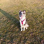 Vanille participe au concours pour gagner de l'argent avec cette photo : animal, canine, daylight, dog, ears, field, fur, grass, happy, nature, outdoor, pet, playful, red_harness, shadow, sitting, smiling, spot_pattern, sunlight, tongue_out