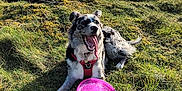 Vanille participe au concours pour gagner de l'argent avec cette photo : animal, canine, clouds, dog, field, frisbee, fun, grass, happy, hill, nature, outdoor, pet, play, red_harness, resting, sky, summer, sunlight, tongue_out