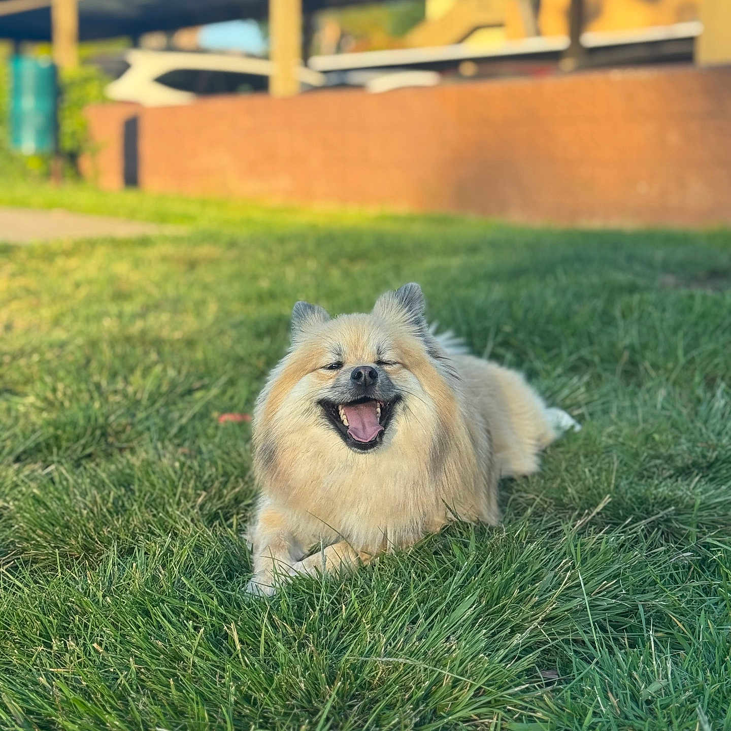 Ace is registered to the contest to win money with this photo: animal, canine, cute, daytime, dog, face, fluffy, fur, grass, greenery, happy, mammal, nature, outdoor, park, pet, resting, smiling, sunlight, tongue