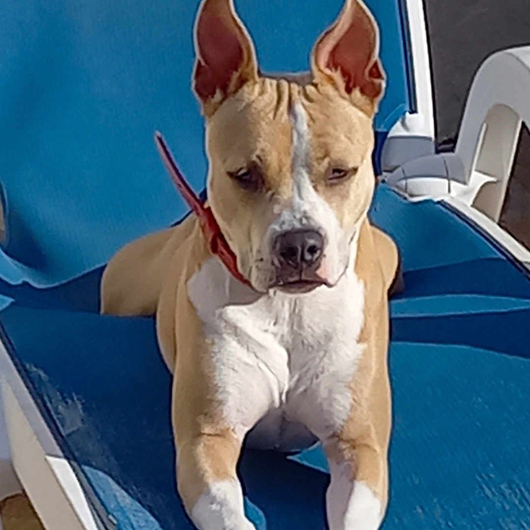 Athena a rejoint le concours — aidez-le/la à gagner de superbes lots ! accessories, animal, bostonbull, boxer, bulldog, canine, chair, dog, frenchbulldog, furniture, hound, leash, pet, pitbull, pool, puppy, snout, strap, water, whitedog