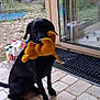 animal, black_dog, dog, door, door_mat, floor, garden, glass_door, house, indoor, laundry, pet, plants, plush_toy, reflection, sitting, stone_wall, tile_floor, toy, yellow_toy