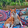 cat, orange_and_white, relaxed, outdoor, garden, furniture, cushion, patterned, wood, nature, plant, leaf, pet, animal, sitting, feline, colorful, cozy, summer, daylight