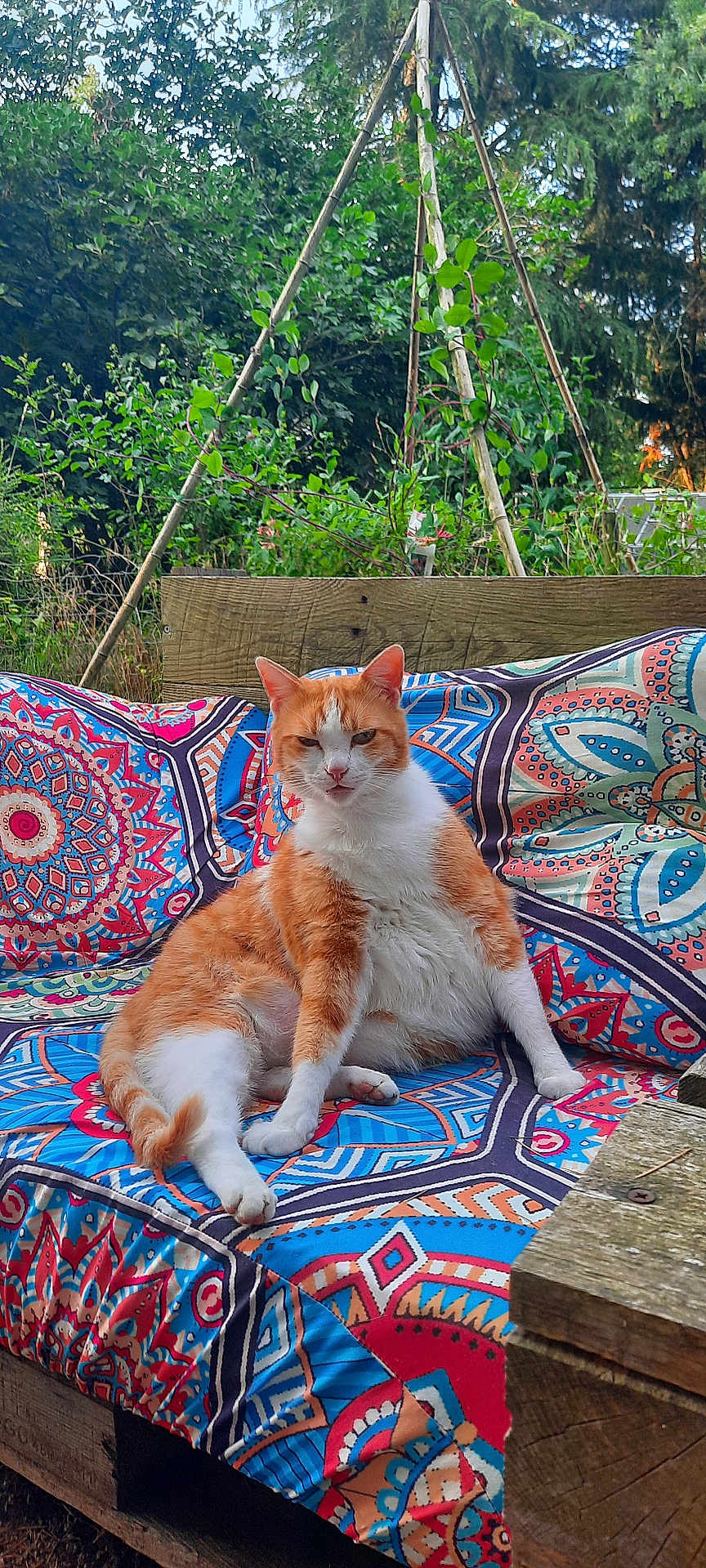 Rubis a rejoint le concours — aidez-le/la à gagner de superbes lots ! cat, orange_and_white, relaxed, outdoor, garden, furniture, cushion, patterned, wood, nature, plant, leaf, pet, animal, sitting, feline, colorful, cozy, summer, daylight