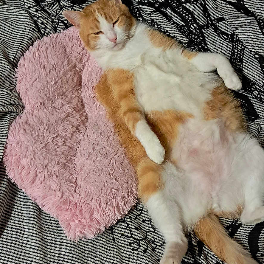 Rubis a rejoint le concours — aidez-le/la à gagner de superbes lots ! animal, blanket, cat, couch, cozy, cute, domestic_animal, feline, fur, home, indoor, lying_down, orange_cat, pet, pink_pillow, relaxed, resting, sleepy, striped_blanket, white_cat