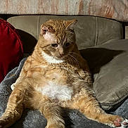 Mango joined the competition — help win amazing prizes! cat, orange_tabby, relaxed, seated, pet, feline, fluffy, whiskers, paws, indoor, blanket, cushion, red_pillow, fur, cute, domestic_animal, cozy, resting, animal, mammal