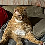 cat, orange_tabby, relaxed, seated, pet, feline, fluffy, whiskers, paws, indoor, blanket, cushion, red_pillow, fur, cute, domestic_animal, cozy, resting, animal, mammal