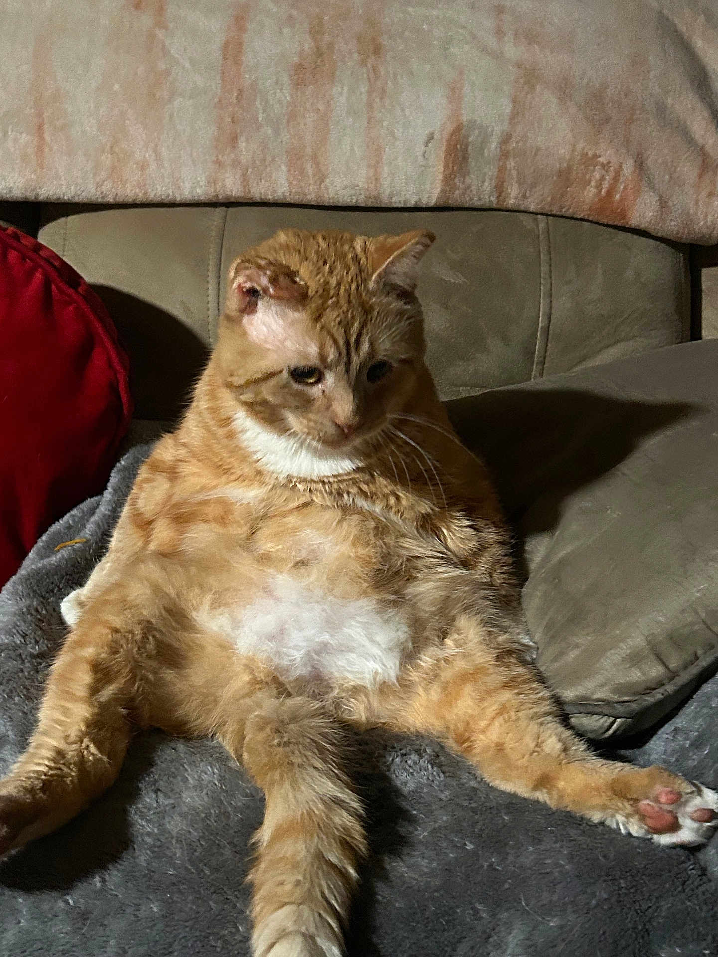 Mango joined the competition — help win amazing prizes! cat, orange_tabby, relaxed, seated, pet, feline, fluffy, whiskers, paws, indoor, blanket, cushion, red_pillow, fur, cute, domestic_animal, cozy, resting, animal, mammal