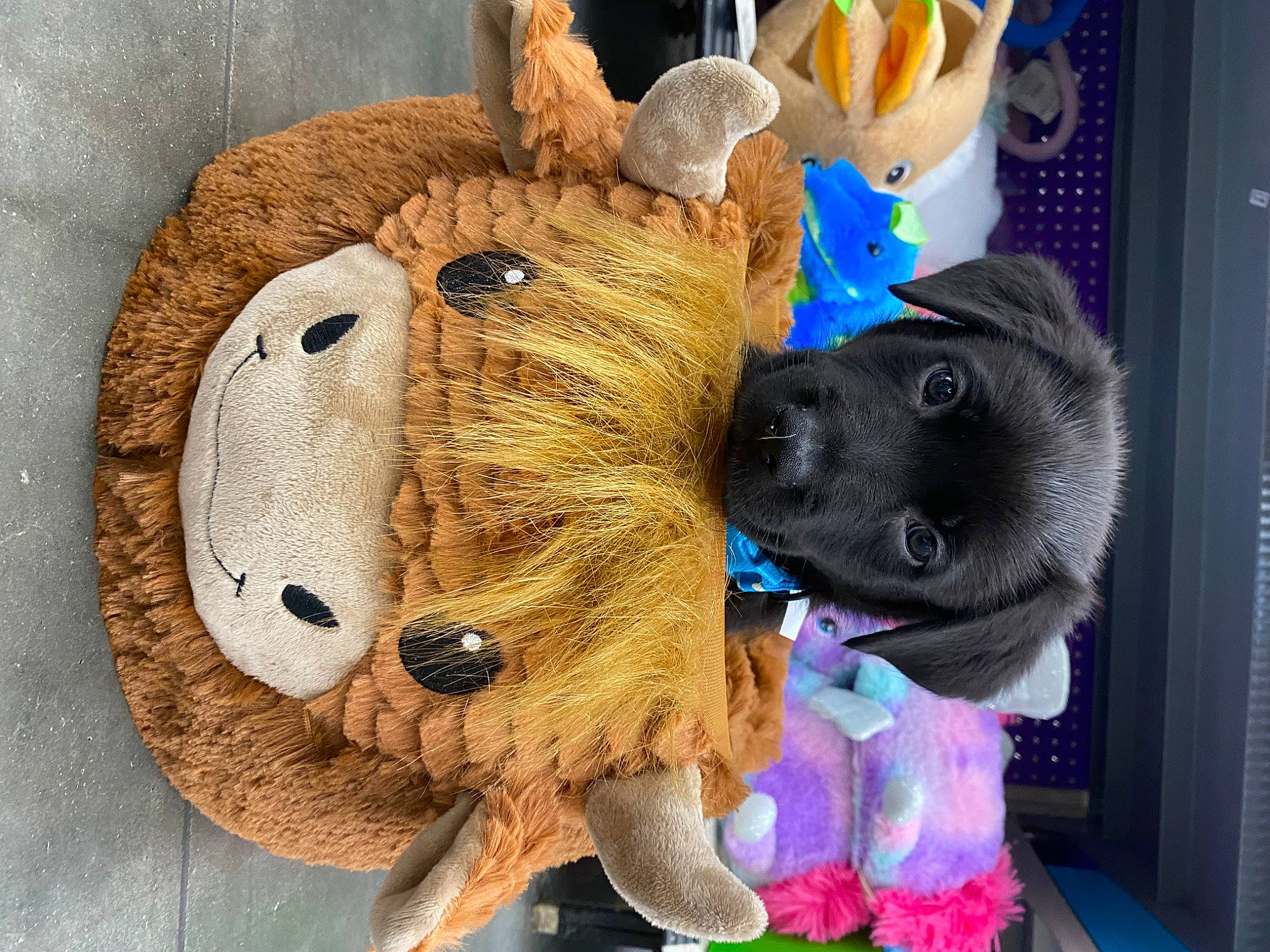 Porkchop joined the competition — help win amazing prizes! baby_toys, bear, companion_dog, costume, ear, fashion_accessory, fawn, fictional_character, fur, hat, magenta, mascot, personal_protective_equipment, plush, selfie, snout, stuffed_toy, teddy_bear, toy, working_animal