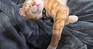 Simba is registered to the contest to win money with this photo: animal, blanket, cat, collar, comfortable, cozy, cute, domestic_animal, feline, fur, indoors, kitten, nap, orange_tabby, paw, pet, relaxing, resting, sleeping, soft