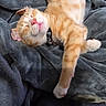 animal, blanket, cat, collar, comfortable, cozy, cute, domestic_animal, feline, fur, indoors, kitten, nap, orange_tabby, paw, pet, relaxing, resting, sleeping, soft