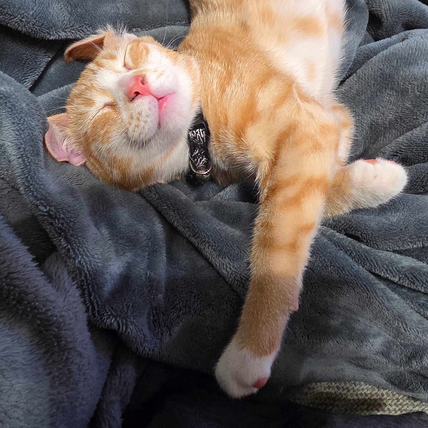Simba