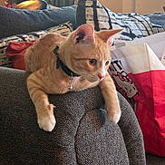 Simba joined the competition — help win amazing prizes! animal, bell, cat, collar, couch, cozy, curious, decor, furniture, hello_kitty_bag, home, indoor, living_room, orange_tabby, patterned_pillow, pet, pillow, relaxed, soft_lighting, texture