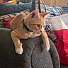 animal, bell, cat, collar, couch, cozy, curious, decor, furniture, hello_kitty_bag, home, indoor, living_room, orange_tabby, patterned_pillow, pet, pillow, relaxed, soft_lighting, texture