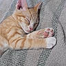 Simba joined the competition — help win amazing prizes! animal, blanket, cat, close_up, cozy, cute, feline, ginger_cat, indoor, kitten, nap, paw, peaceful, pet, pink_paw_pads, resting, sleeping, soft_texture, striped_fur, young_cat