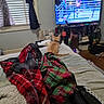 Simba joined the competition — help win amazing prizes! animal, bag, bed, blanket, boxing, clutter, collar, curtains, floor, furniture, household_items, indoor, kitten, pet, relaxing, room, television, watching_tv, window, wood_floor