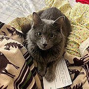Ginny joined the competition — help win amazing prizes! cat, gray_cat, pet, animal, bed, blanket, patterned_blanket, yellow_eyes, fur, domestic_cat, cozy, indoor, resting, paw, paper, document, curious, cute, feline, comfort
