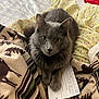 cat, gray_cat, pet, animal, bed, blanket, patterned_blanket, yellow_eyes, fur, domestic_cat, cozy, indoor, resting, paw, paper, document, curious, cute, feline, comfort