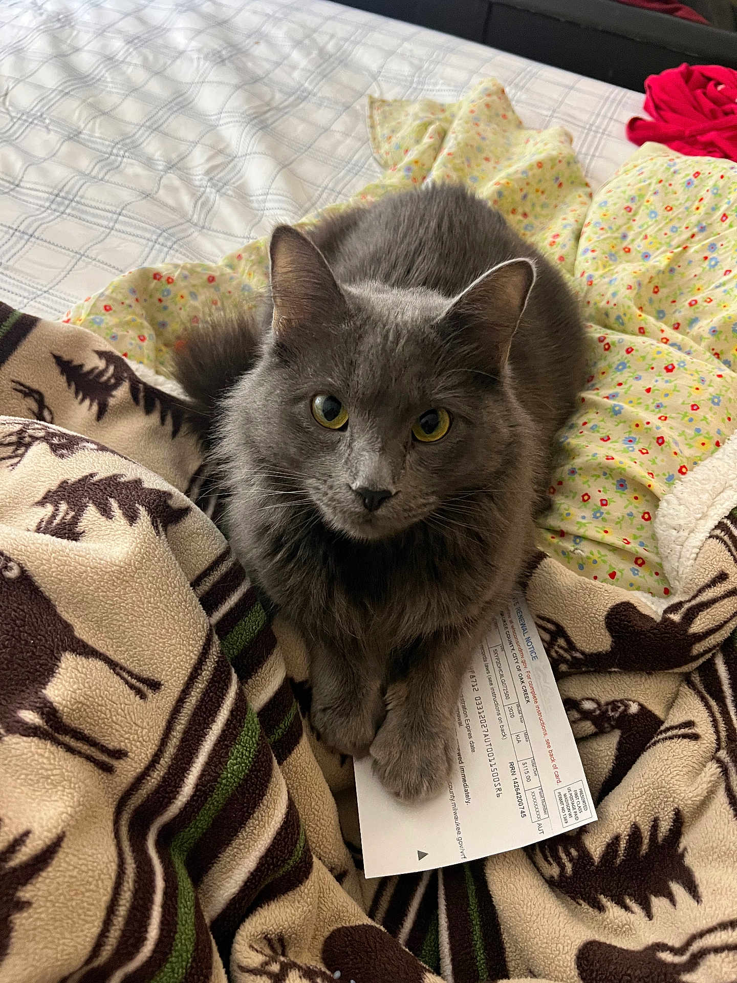 Ginny joined the competition — help win amazing prizes! cat, gray_cat, pet, animal, bed, blanket, patterned_blanket, yellow_eyes, fur, domestic_cat, cozy, indoor, resting, paw, paper, document, curious, cute, feline, comfort