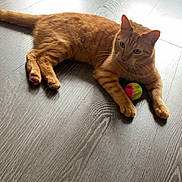 Praline a rejoint le concours — aidez-le/la à gagner de superbes lots ! cat, orange_tabby, floor, wood_floor, ball, toy, pet, indoor, relaxed, feline, animal, curious, paw, laying_down, domestic_cat, light, texture, fur, resting, looking_away