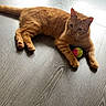 cat, orange_tabby, floor, wood_floor, ball, toy, pet, indoor, relaxed, feline, animal, curious, paw, laying_down, domestic_cat, light, texture, fur, resting, looking_away