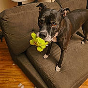 Jude joined the competition — help win amazing prizes! dog, black_dog, plush_toy, couch, brown_couch, wooden_floor, stuffing, sock, indoor, pet, animal, playful, toy, ears, curious, mischievous, standing, living_room, home, fur