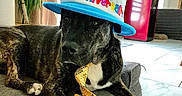 Lisa a rejoint le concours — aidez-le/la à gagner de superbes lots ! accessories, animal, architecture, birthdaycake, building, cake, canine, clothing, couch, cream, dog, formalwear, furniture, hat, indoors, livingroom, pet, room, sunhat, tie