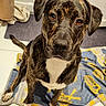 Lisa a rejoint le concours — aidez-le/la à gagner de superbes lots ! animal, blanket, boxer, bulldog, canine, cushion, dog, frenchbulldog, furniture, greatdane, homedecor, hound, indoors, interiordesign, labradorretriever, pet, pitbull, pointer, puppy, snout